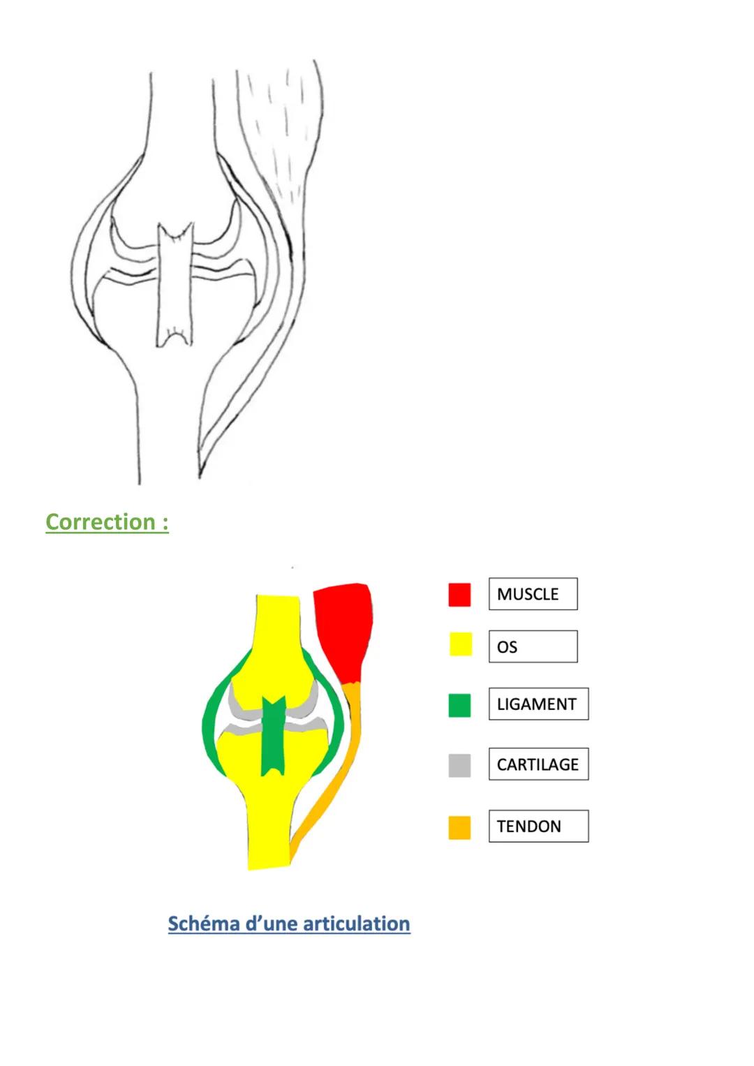 THÈME : CORPS HUMAIN ET SANTÉ
Chapitre 1 : Activité de l'organisme et effort musculaire
Problématique (Pb) : Lors d'un mouvement, notre orga