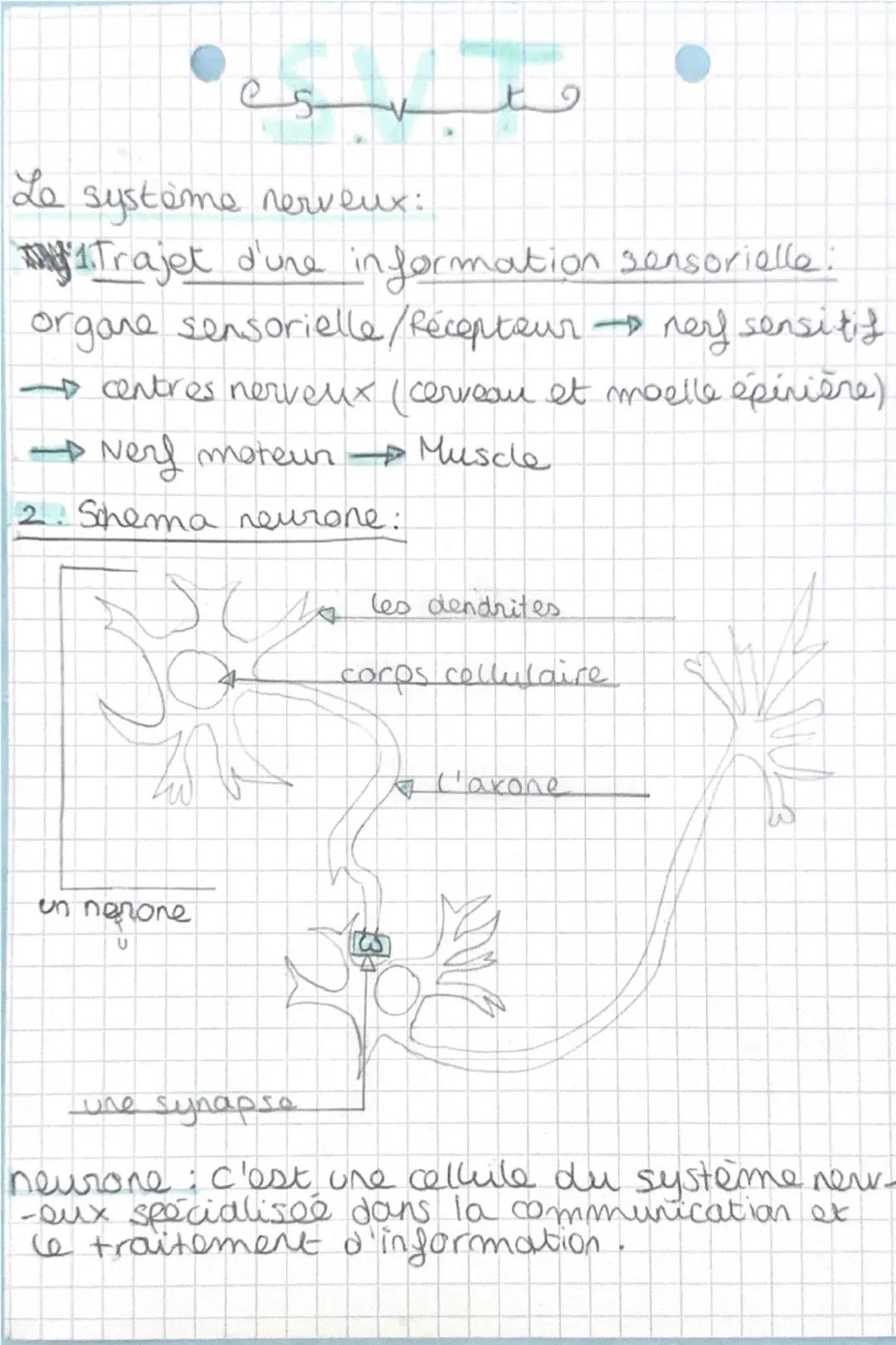 Le système nerveux:
1.Trajet d'une information sensorielle:
organe sensorielle / Récepteur → nerf sensitif
→ centres nerveux (cerveau et moe