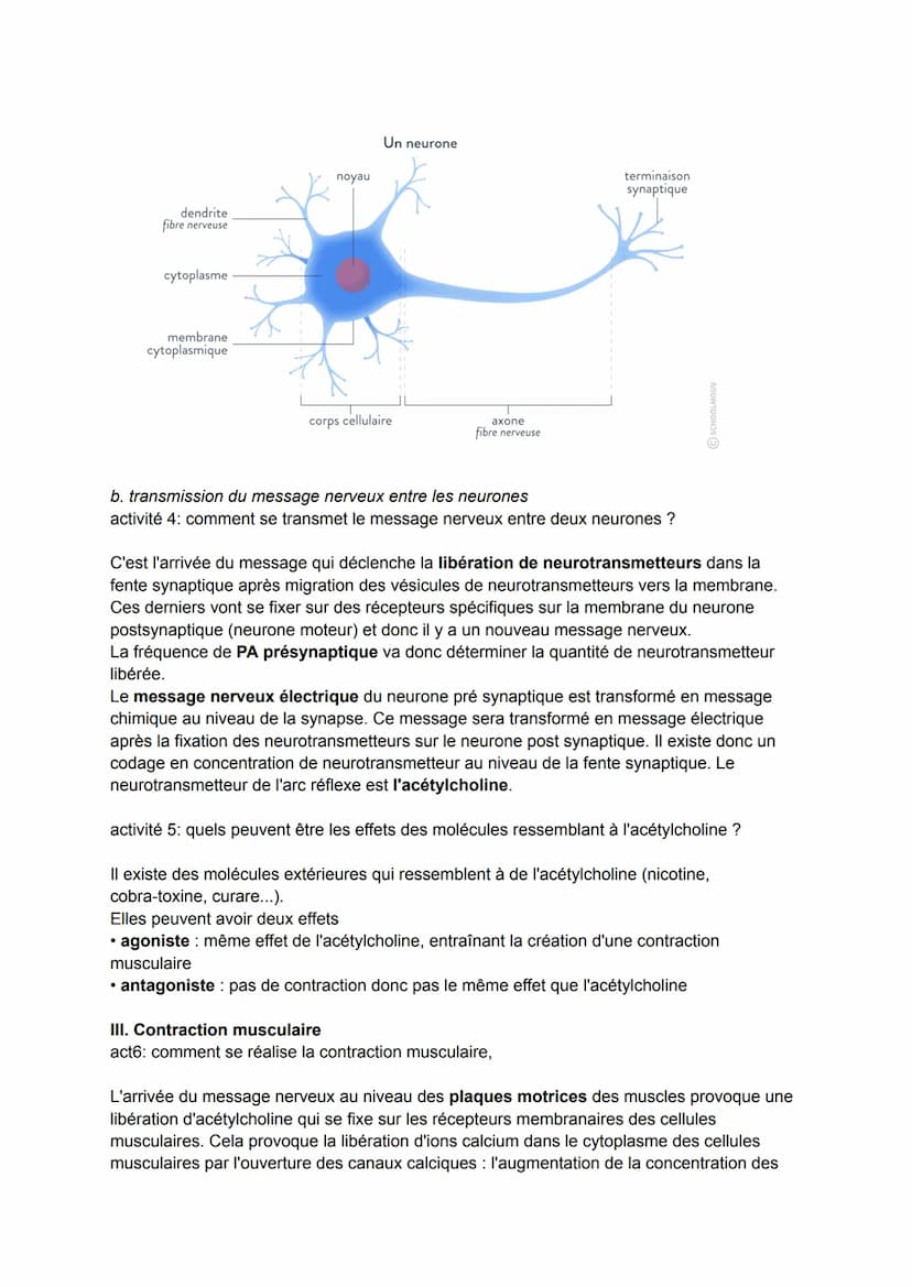Thème 2: corps humain et santé
On a une danseuse se tenant sur un plateau ballon, elle se tient en équilibre et lève la
jambe: il s'agit d'u
