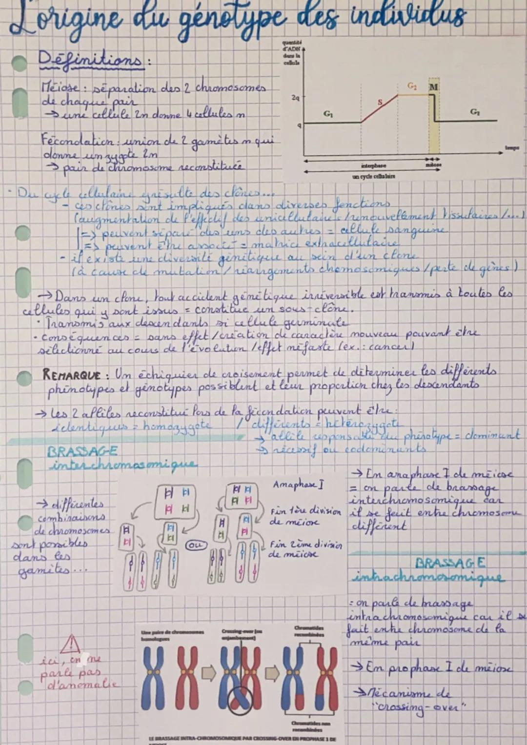 Lorigine du génotype des individus
quantité
ADN
dans la
cellule
Définitions:
Meiose : séparation des 2 chromosomes
de chaque pair
Sune cellu
