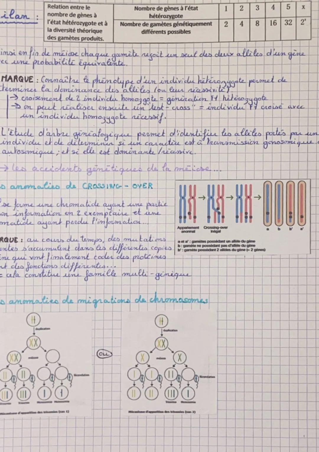 Lorigine du génotype des individus
quantité
ADN
dans la
cellule
Définitions:
Meiose : séparation des 2 chromosomes
de chaque pair
Sune cellu