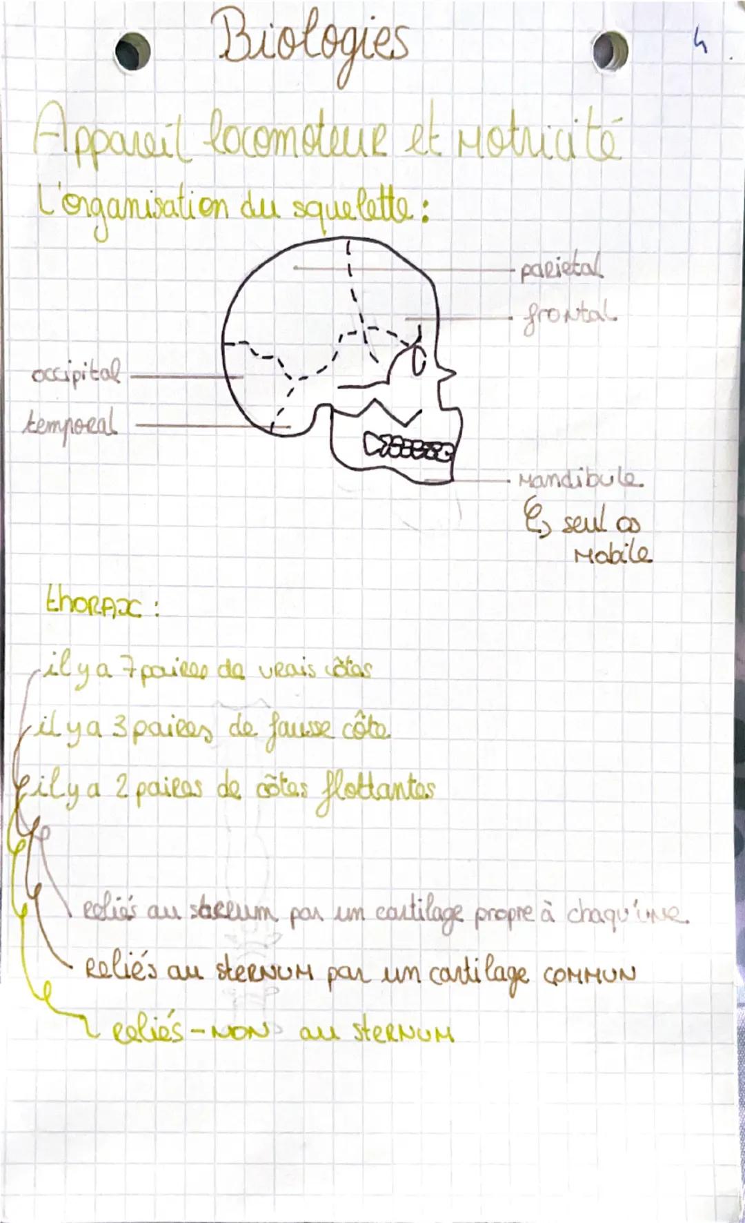 # Biologies

Appareil locomoteur et motricité
L'organisation du squelette:

- parietal
frontal

occipital
temporal


Mandibule.
Es seul os
M