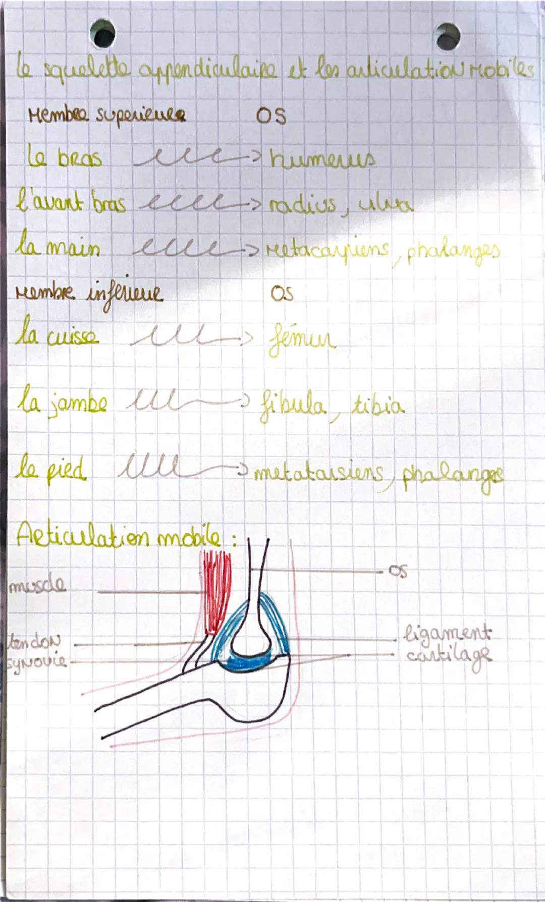 # Biologies

Appareil locomoteur et motricité
L'organisation du squelette:

- parietal
frontal

occipital
temporal


Mandibule.
Es seul os
M