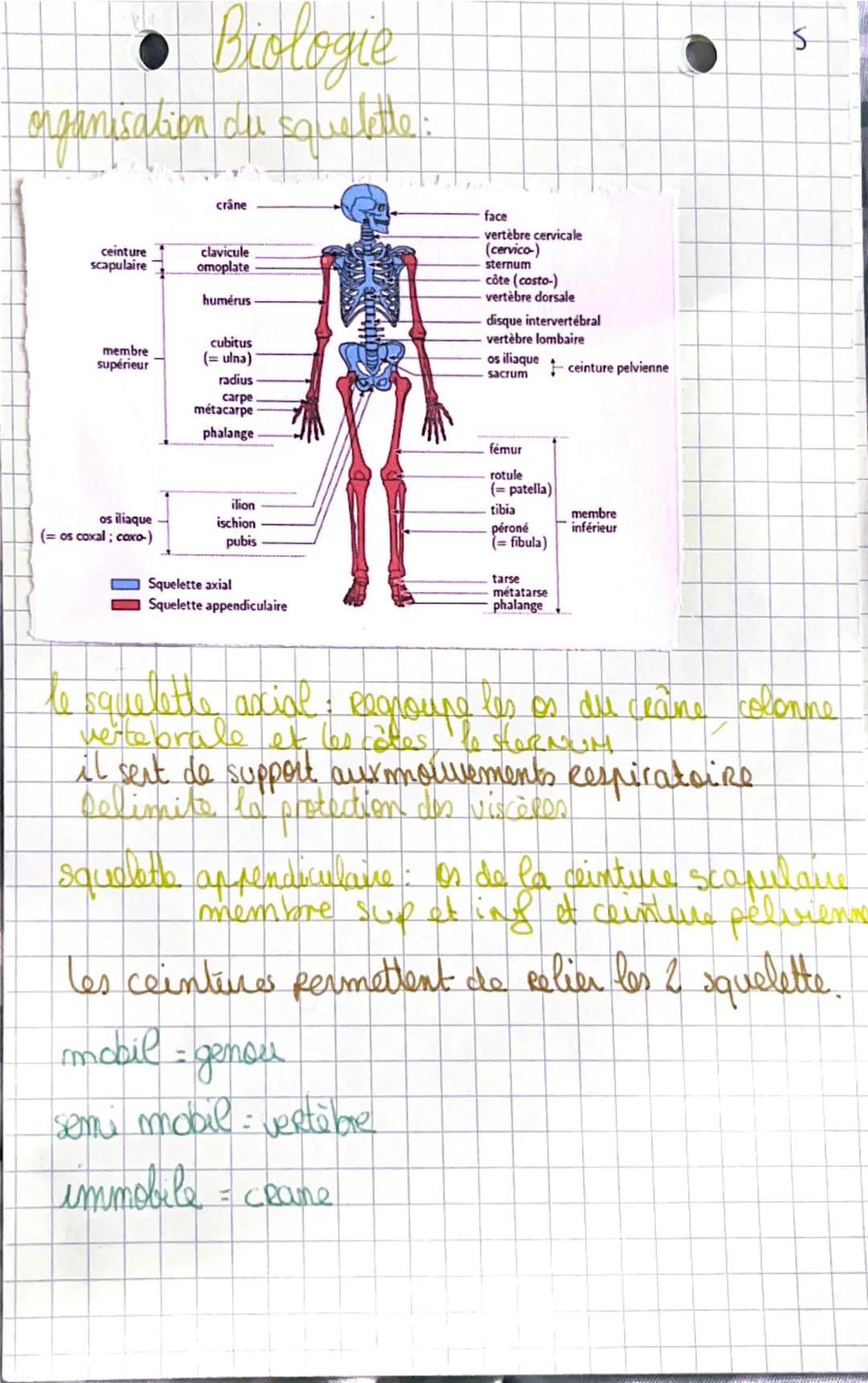 # Biologies

Appareil locomoteur et motricité
L'organisation du squelette:

- parietal
frontal

occipital
temporal


Mandibule.
Es seul os
M