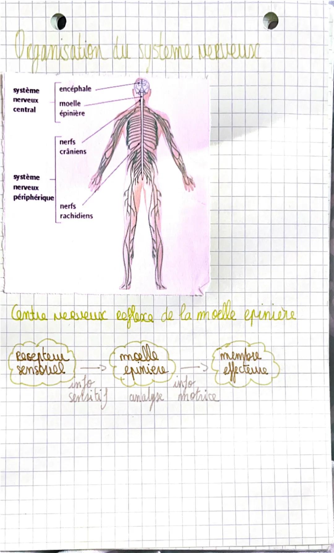 # Biologies

Appareil locomoteur et motricité
L'organisation du squelette:

- parietal
frontal

occipital
temporal


Mandibule.
Es seul os
M
