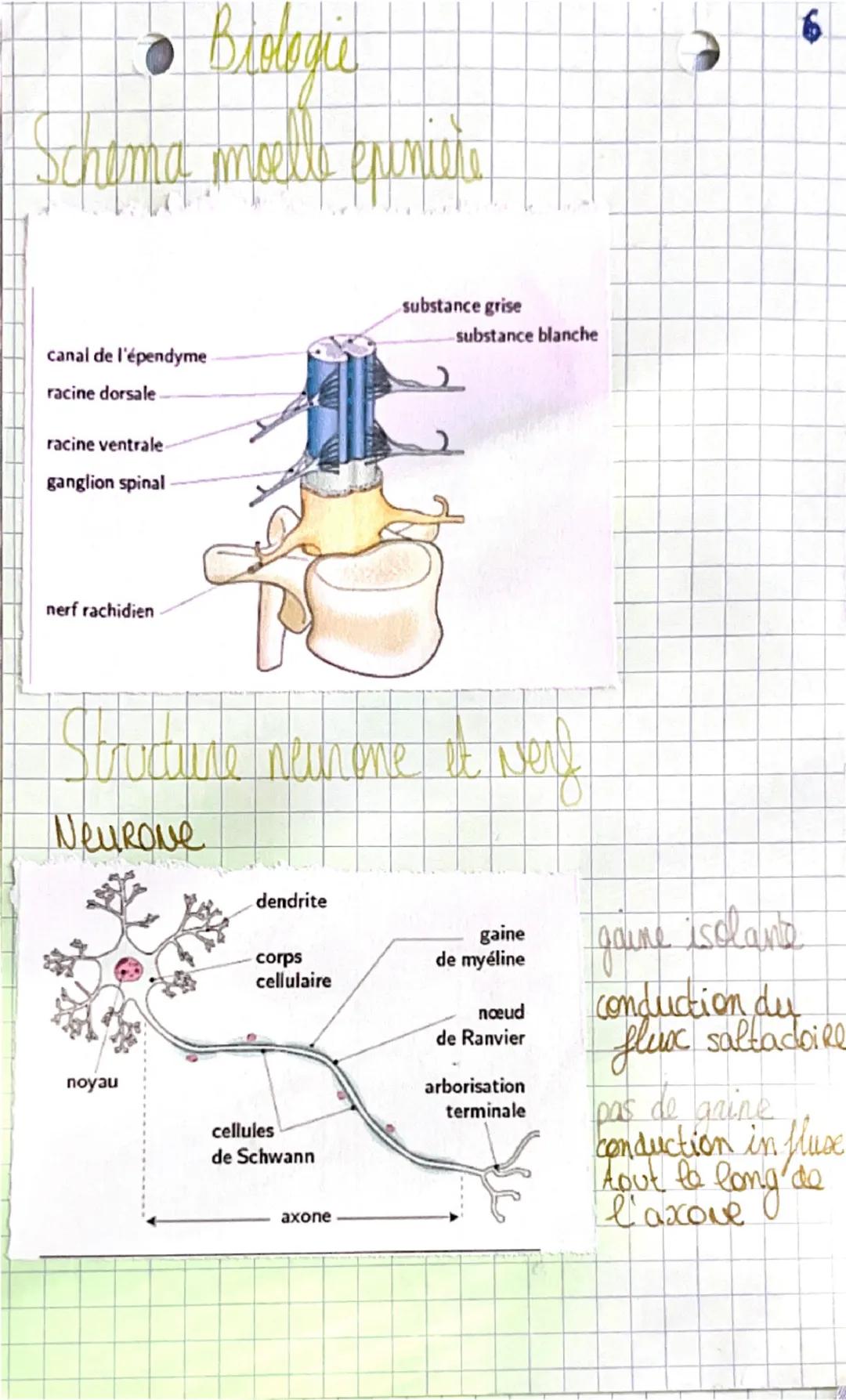 # Biologies

Appareil locomoteur et motricité
L'organisation du squelette:

- parietal
frontal

occipital
temporal


Mandibule.
Es seul os
M