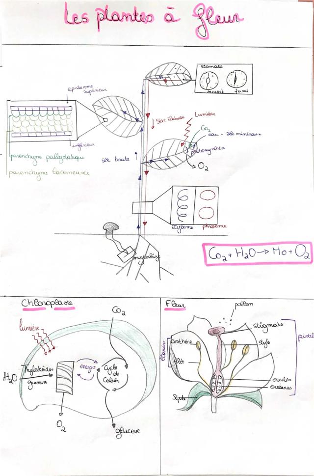 Know svt - Schéma plante pour le bac  thumbnail