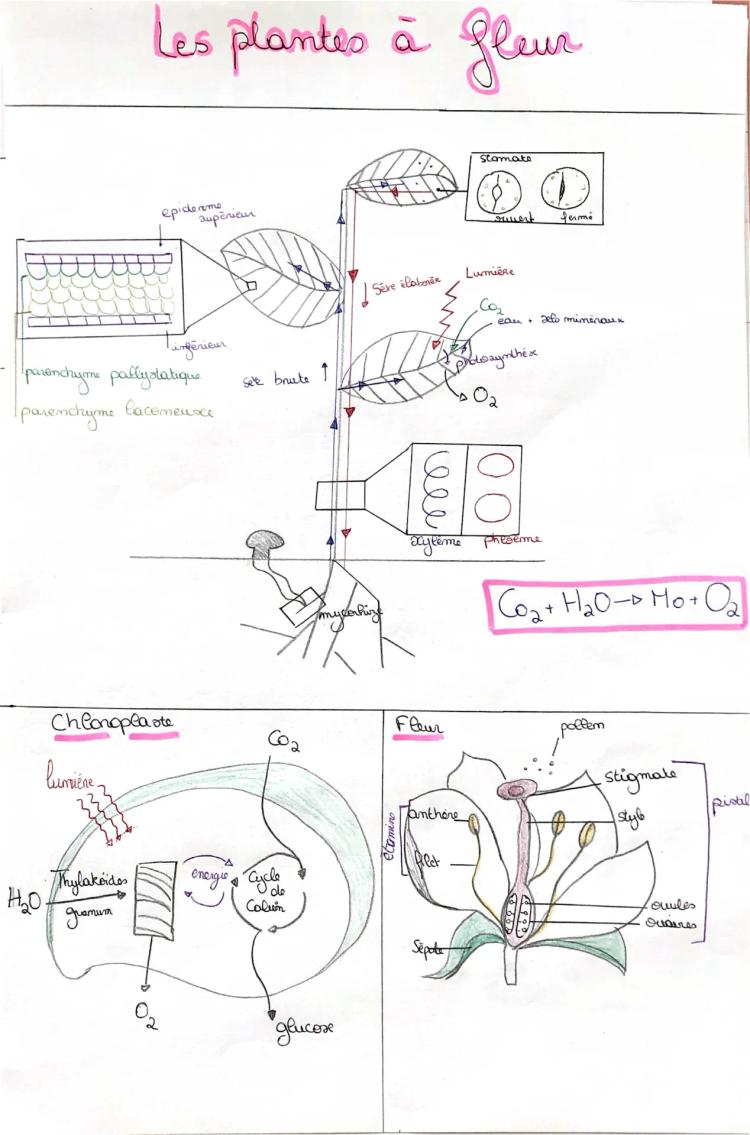 Know svt - Schéma plante pour le bac  thumbnail