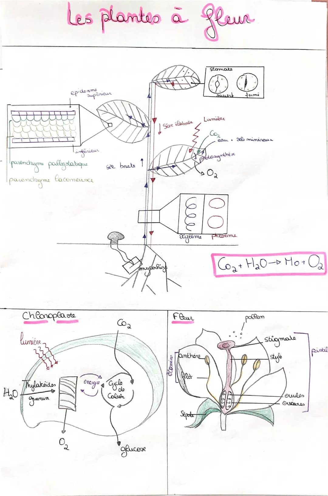 Schéma Plante SVT Terminale - Cycle de Calvin et Photosynthèse