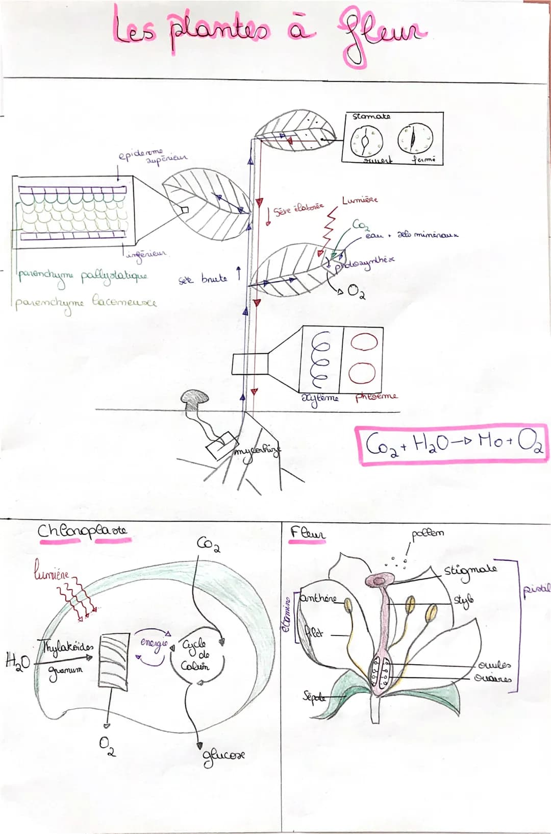 lumiéne.
H₂O
Les plantes à
parenchyme pally statique
Iparenchyme
lacemeusee
Thylakoidos
дратит
epiderme
aupēniem
Chloroplaste
inférieur
eo
S