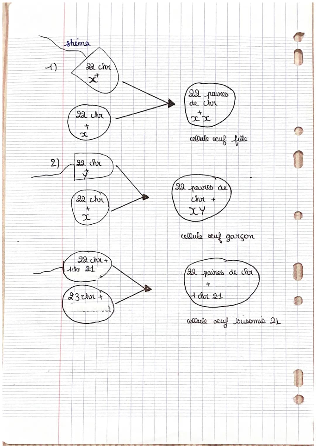 O
La transmission de
l'information
génétique
la transmission de l'information genetique de génération
en generation
- un enfant recupère tou