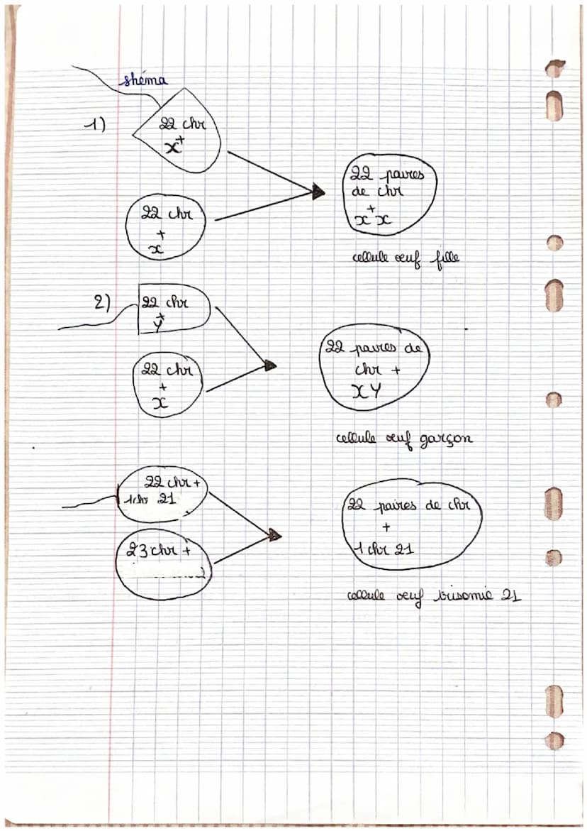 O
La transmission de
l'information
génétique
la transmission de l'information genetique de génération
en generation
- un enfant recupère tou
