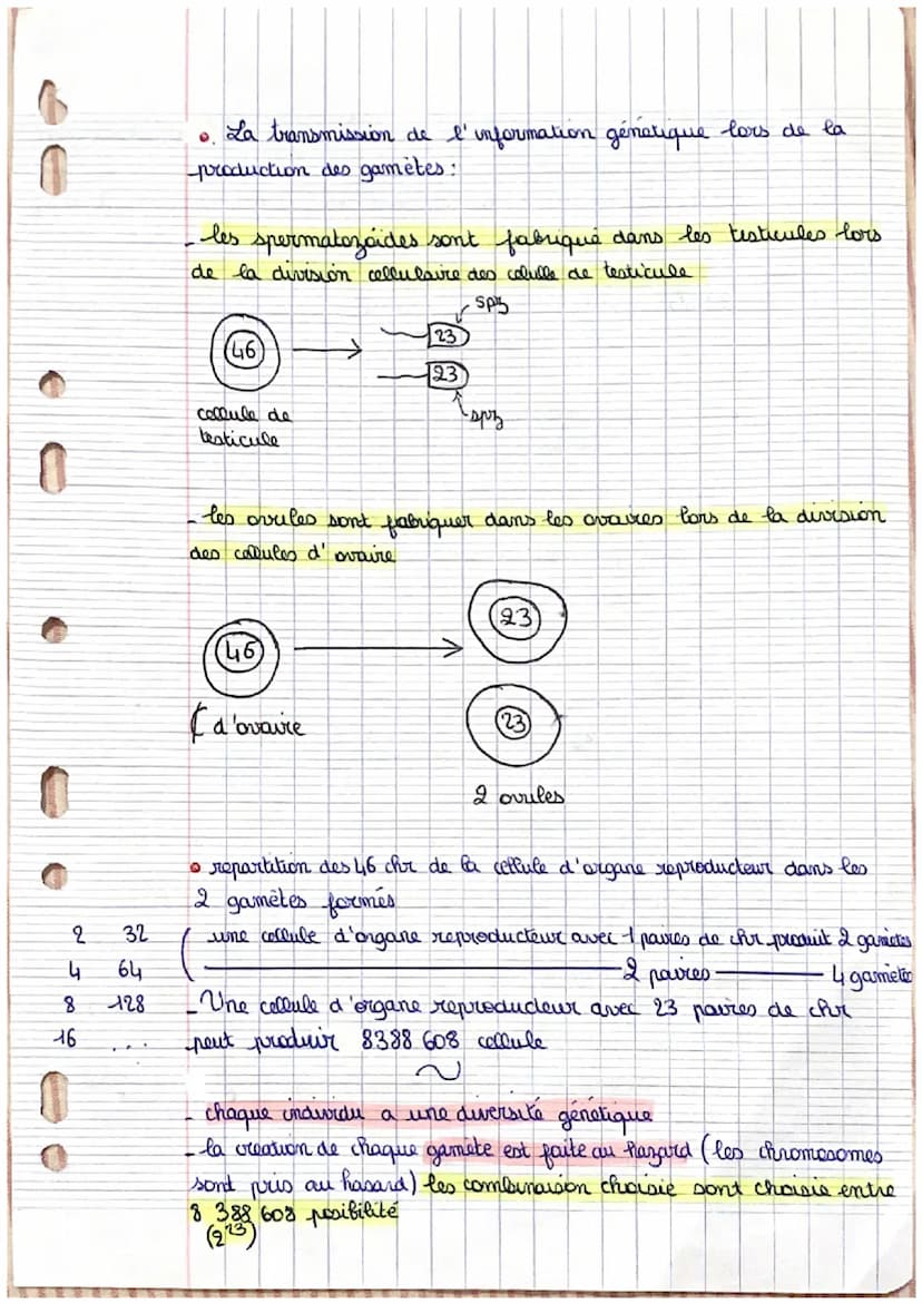 O
La transmission de
l'information
génétique
la transmission de l'information genetique de génération
en generation
- un enfant recupère tou