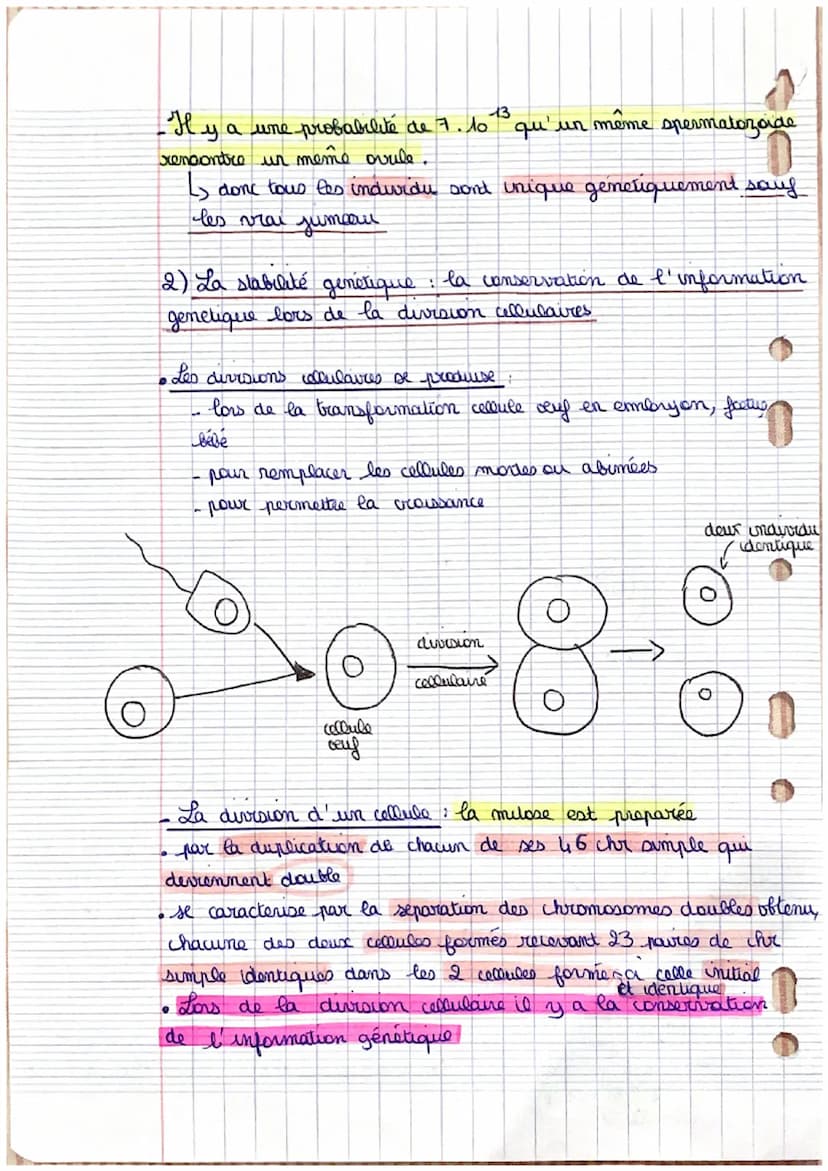 O
La transmission de
l'information
génétique
la transmission de l'information genetique de génération
en generation
- un enfant recupère tou