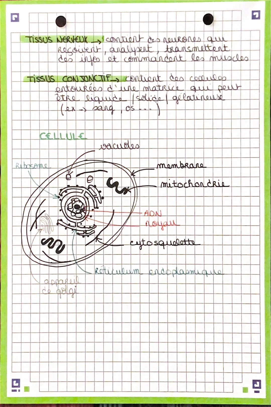 SPH
Chapitre 1 part 2)
L les tissus
Lo les cellules
tissus
un ensemble de cellules similaires
ayant le même Role.
Il existe 4 grp de tissus-