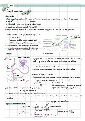 Know Les réflexes , Mouvement volontaire et cerveau, Cellule musculaire  thumbnail