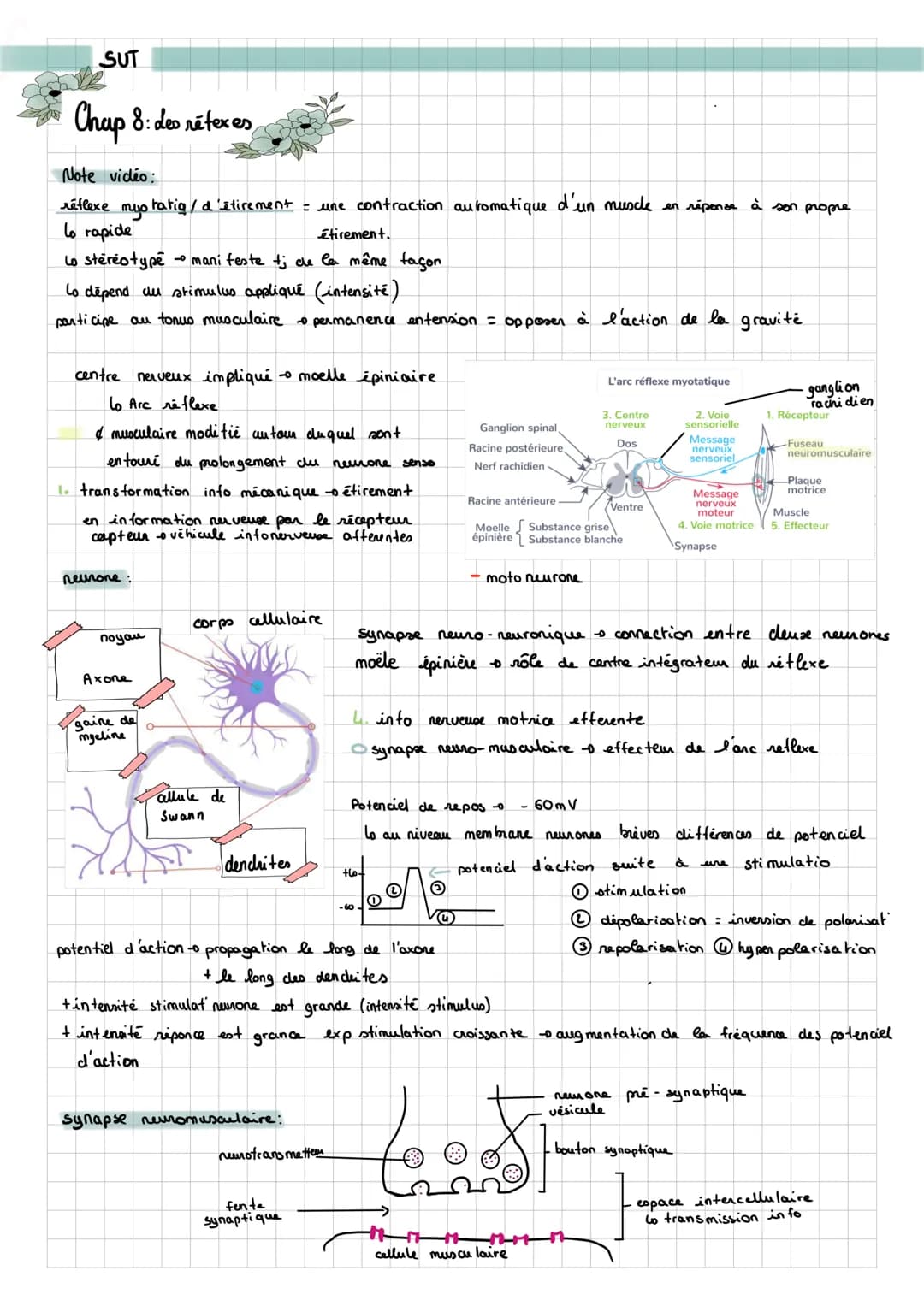 SUT
Chap 8: des rétexes
Note vidéo:
réflexe myoratig / d'étirement = une contraction automatique d'un muscle en réponse à son propre
lo rapi