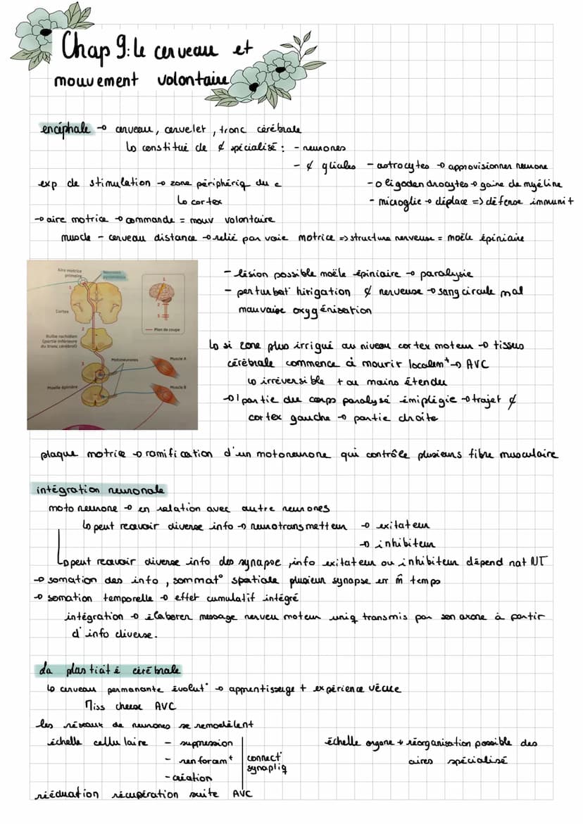 SUT
Chap 8: des rétexes
Note vidéo:
réflexe myoratig / d'étirement = une contraction automatique d'un muscle en réponse à son propre
lo rapi