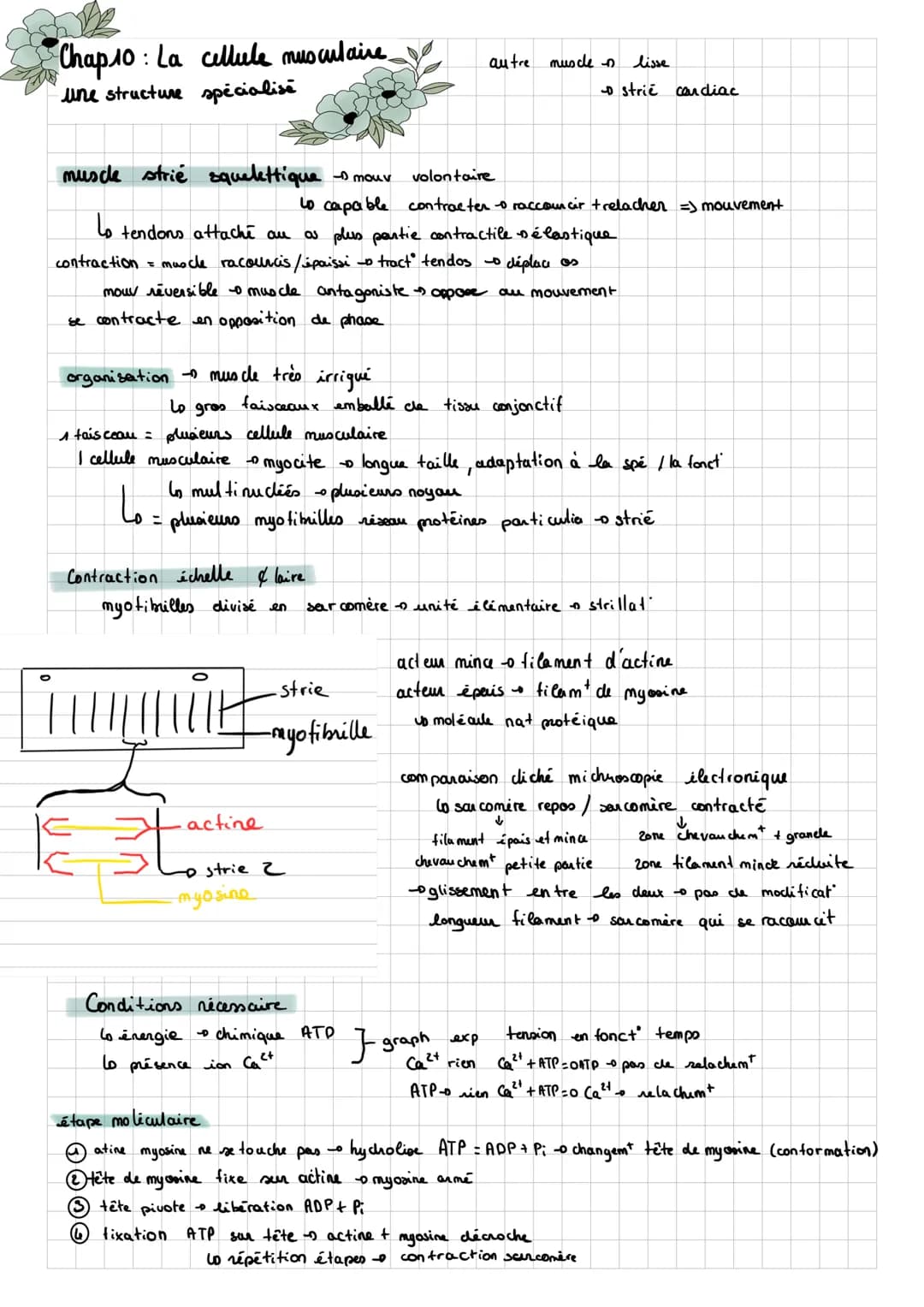 SUT
Chap 8: des rétexes
Note vidéo:
réflexe myoratig / d'étirement = une contraction automatique d'un muscle en réponse à son propre
lo rapi