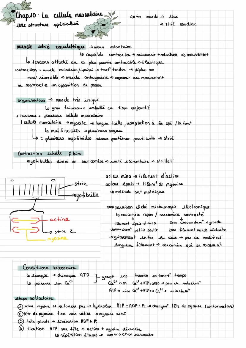 SUT
Chap 8: des rétexes
Note vidéo:
réflexe myoratig / d'étirement = une contraction automatique d'un muscle en réponse à son propre
lo rapi