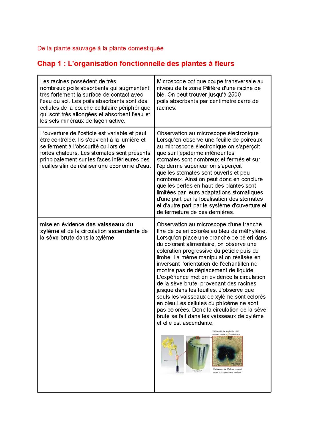 L'organisation fonctionnelle des plantes à fleurs : Fiches de révision et schémas pour la terminale