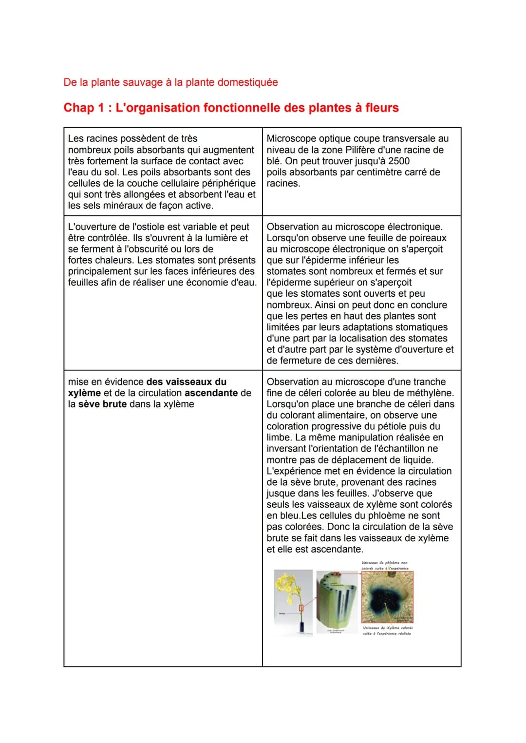 De la plante sauvage à la plante domestiquée
Chap 1: L'organisation fonctionnelle des plantes à fleurs
Les racines possèdent de très
nombreu