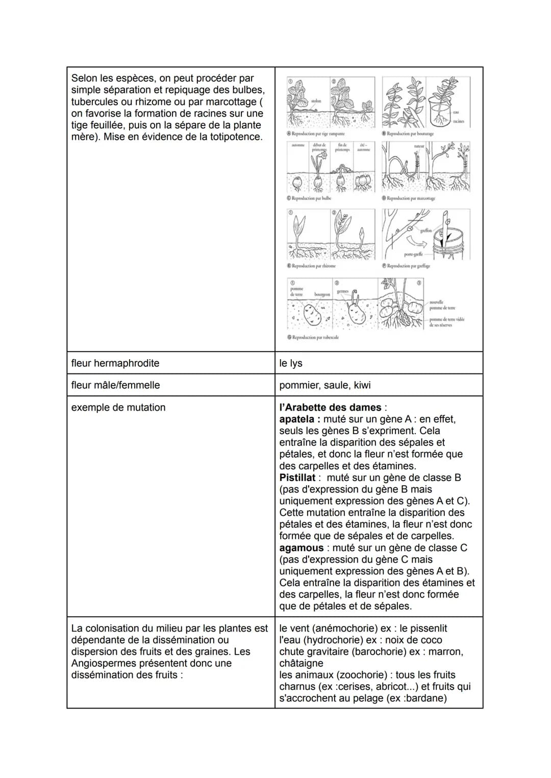 De la plante sauvage à la plante domestiquée
Chap 1: L'organisation fonctionnelle des plantes à fleurs
Les racines possèdent de très
nombreu