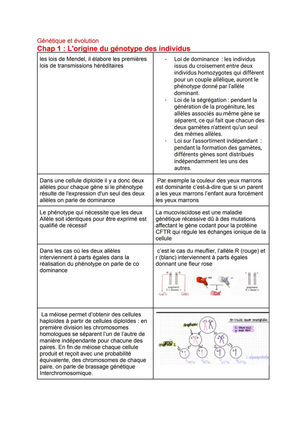 De la plante sauvage à la plante domestiquée
Chap 1: L'organisation fonctionnelle des plantes à fleurs
Les racines possèdent de très
nombreu