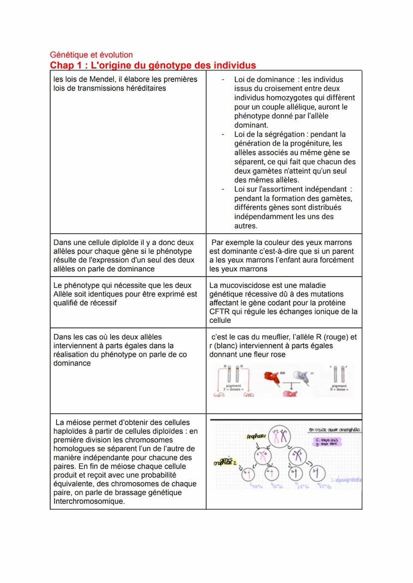 De la plante sauvage à la plante domestiquée
Chap 1: L'organisation fonctionnelle des plantes à fleurs
Les racines possèdent de très
nombreu