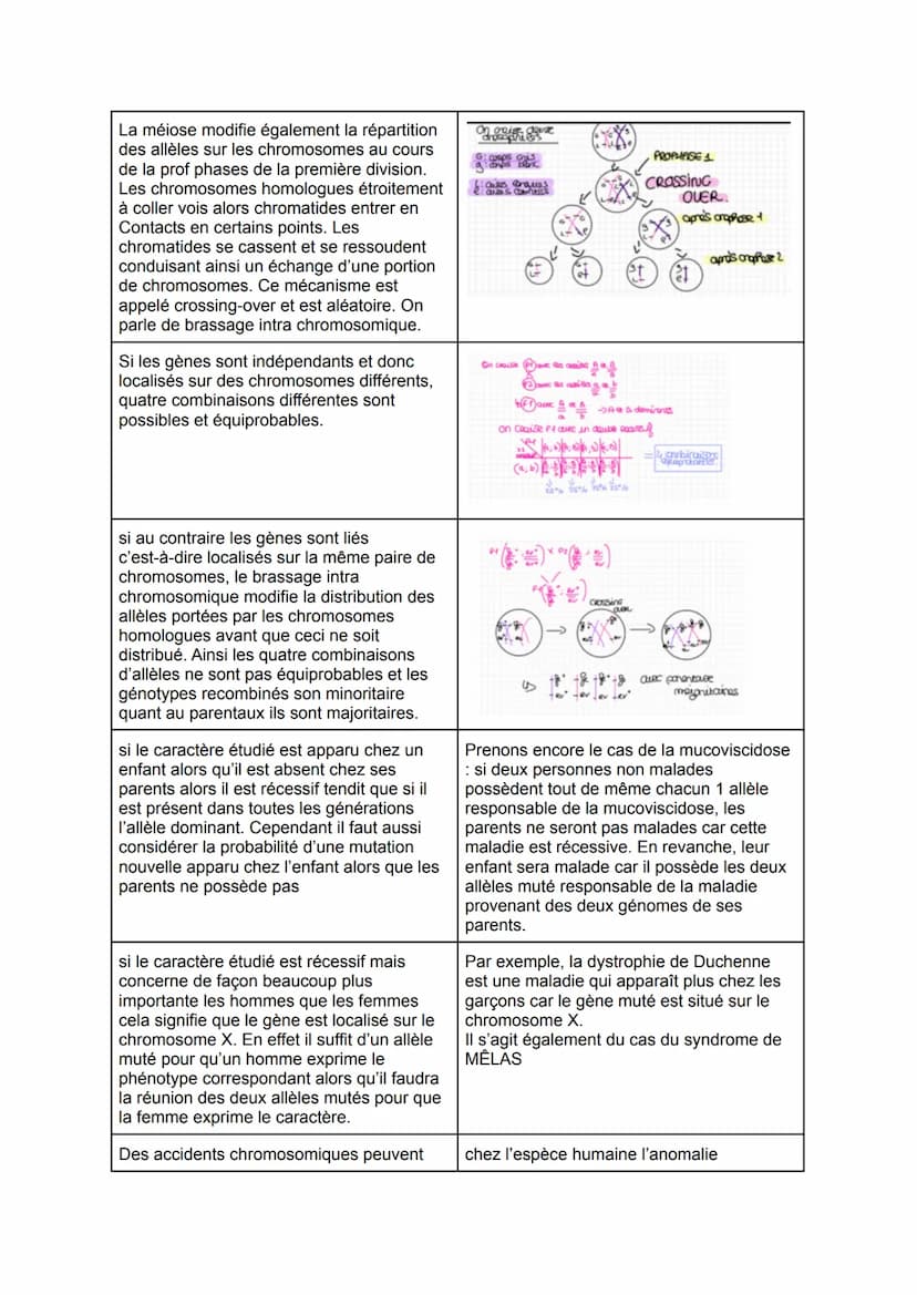De la plante sauvage à la plante domestiquée
Chap 1: L'organisation fonctionnelle des plantes à fleurs
Les racines possèdent de très
nombreu