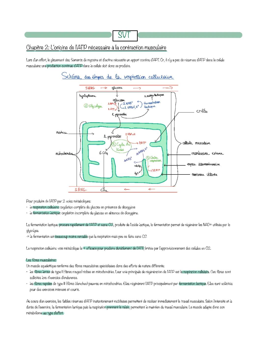 ATP: Contraction Musculaire et Régénération - Cours SVT Terminale