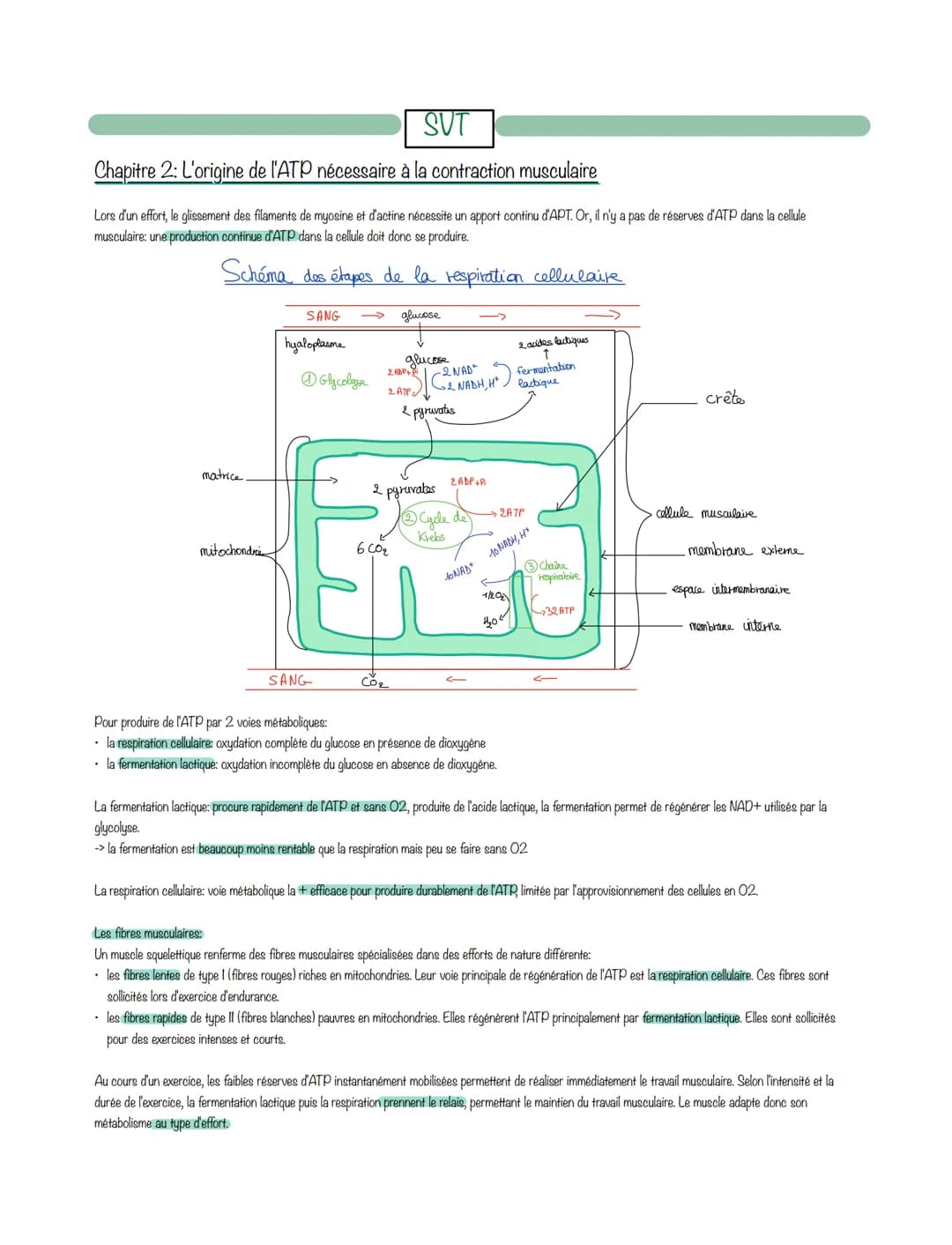 SUT
Chapitre 2: L'origine de l'ATP nécessaire à la contraction musculaire
Lors d'un effort, le glissement des filaments de myosine et d'acti
