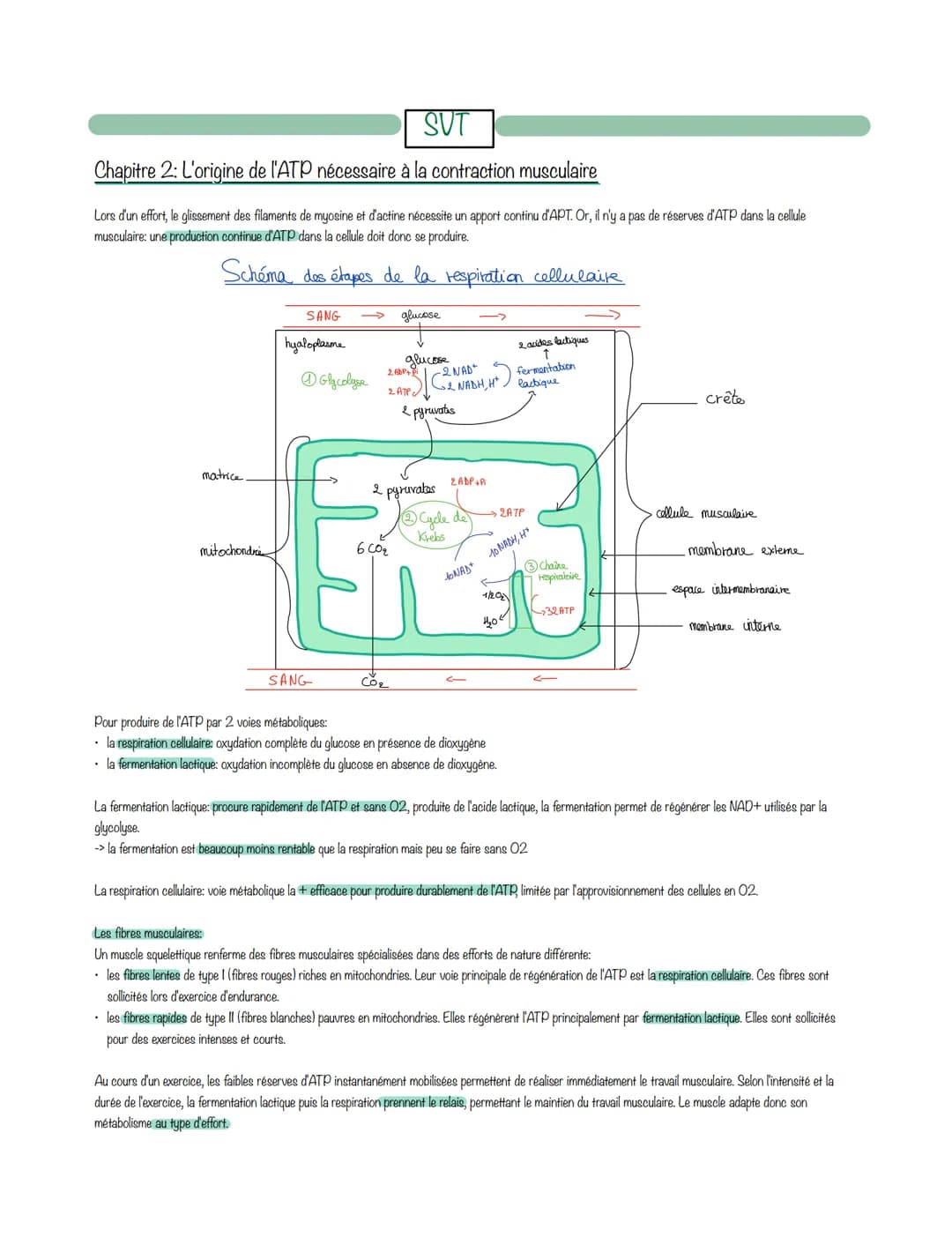 SUT
Chapitre 2: L'origine de l'ATP nécessaire à la contraction musculaire
Lors d'un effort, le glissement des filaments de myosine et d'acti