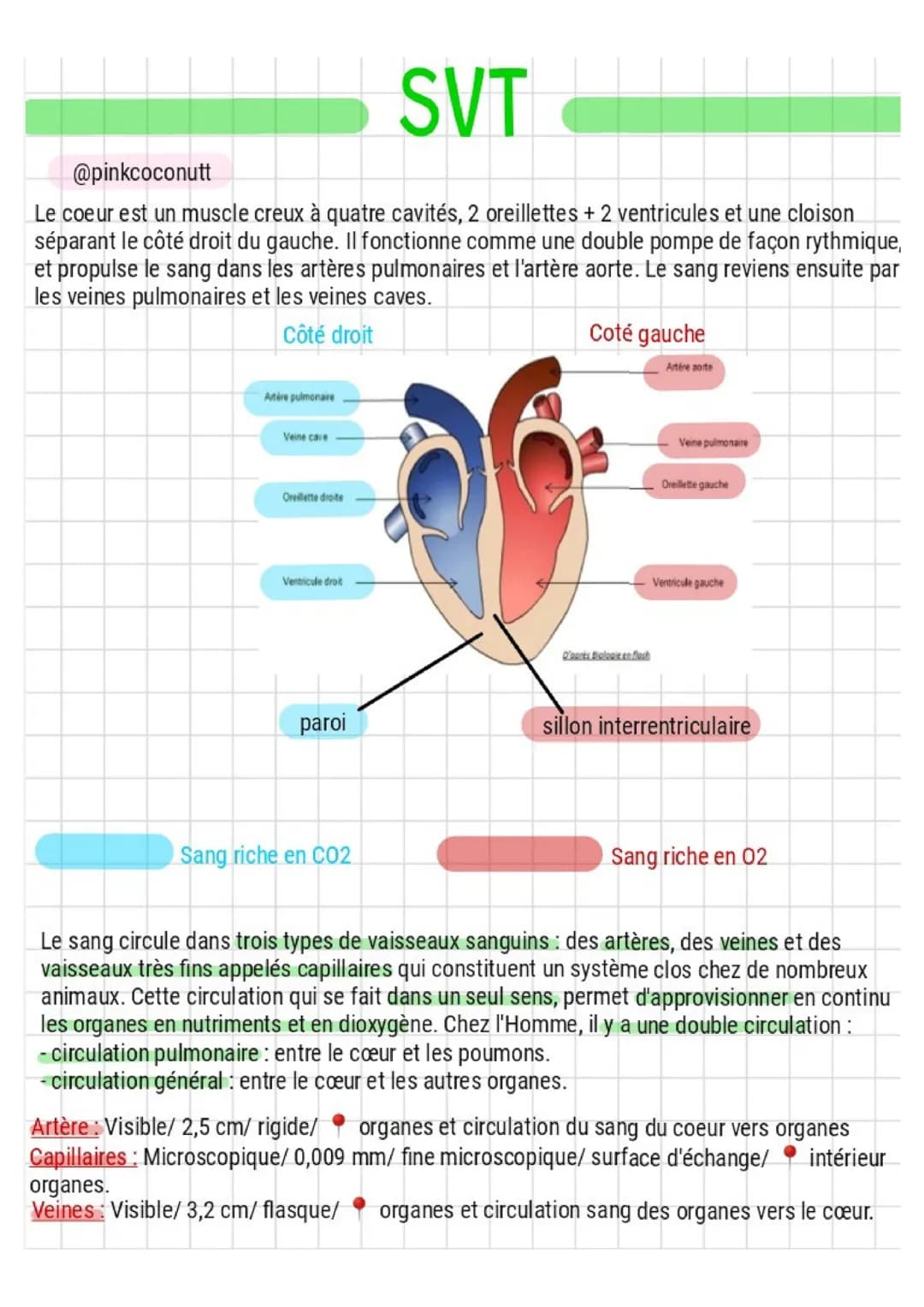 SVT
@pinkcoconutt
Le coeur est un muscle creux à quatre cavités, 2 oreillettes + 2 ventricules et une cloison
séparant le côté droit du gauc