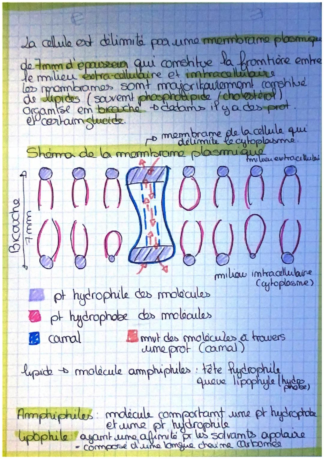 # LINE STRUCTURE
COMPLEYE ALA CEZAILE

•première observation de cellule. Robert Hoke

to coupe delige sous um microecope

• Schleidem et Sch