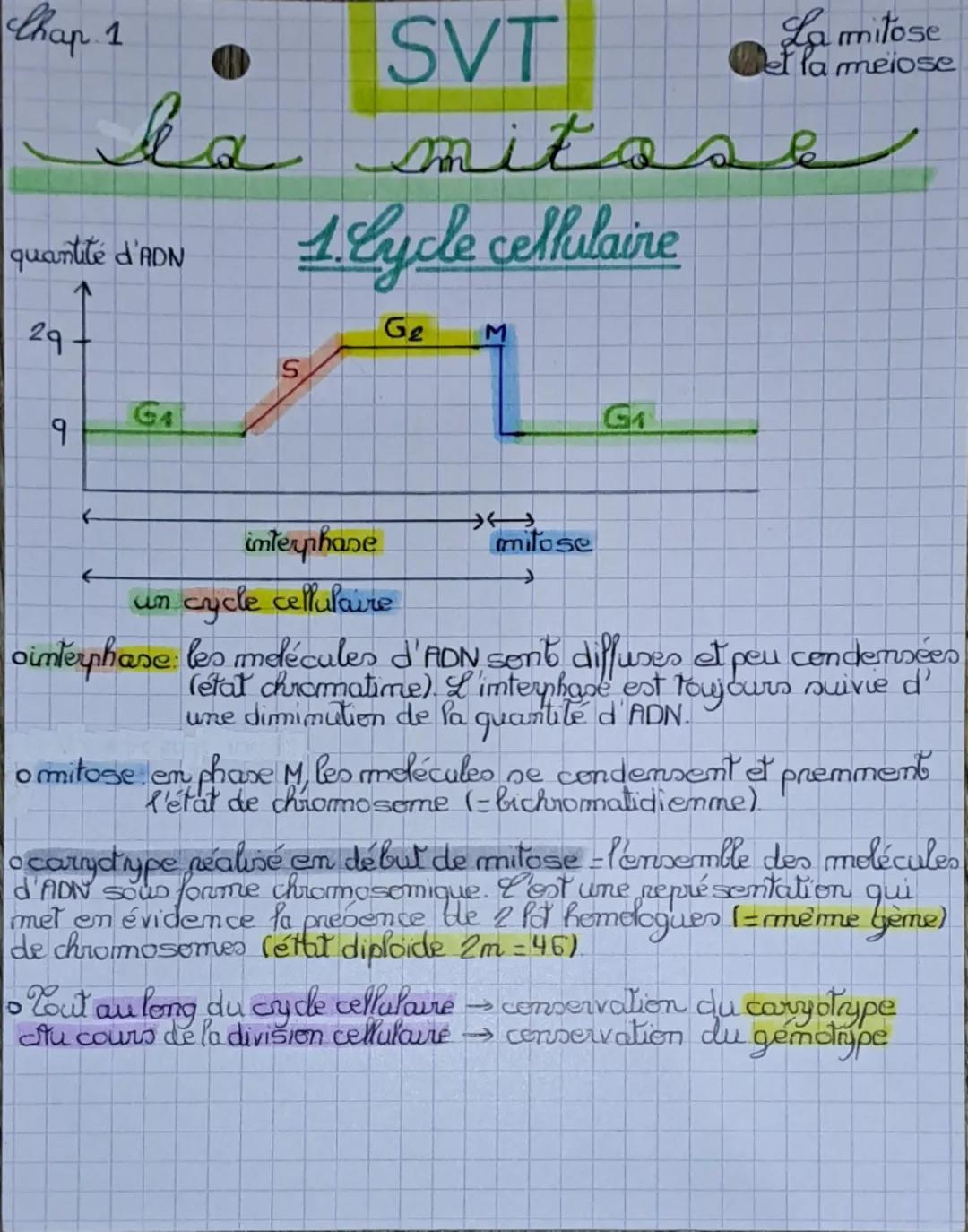 Chap 1
SVT
La mitose
et la meiose
la mitose
quantité d'ADN
1. Cycle cellulaire
G₂ M
29
१
GA
K
S
G₁
←
interphane
un cycle cellulaire
mitose
o