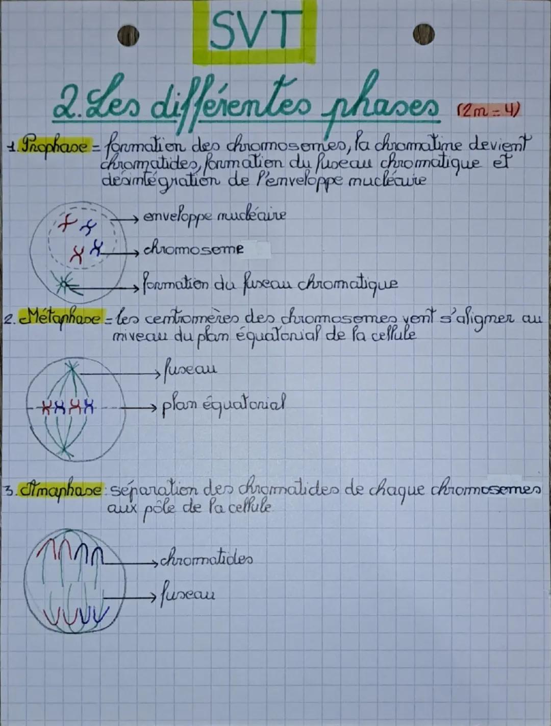 Chap 1
SVT
La mitose
et la meiose
la mitose
quantité d'ADN
1. Cycle cellulaire
G₂ M
29
१
GA
K
S
G₁
←
interphane
un cycle cellulaire
mitose
o