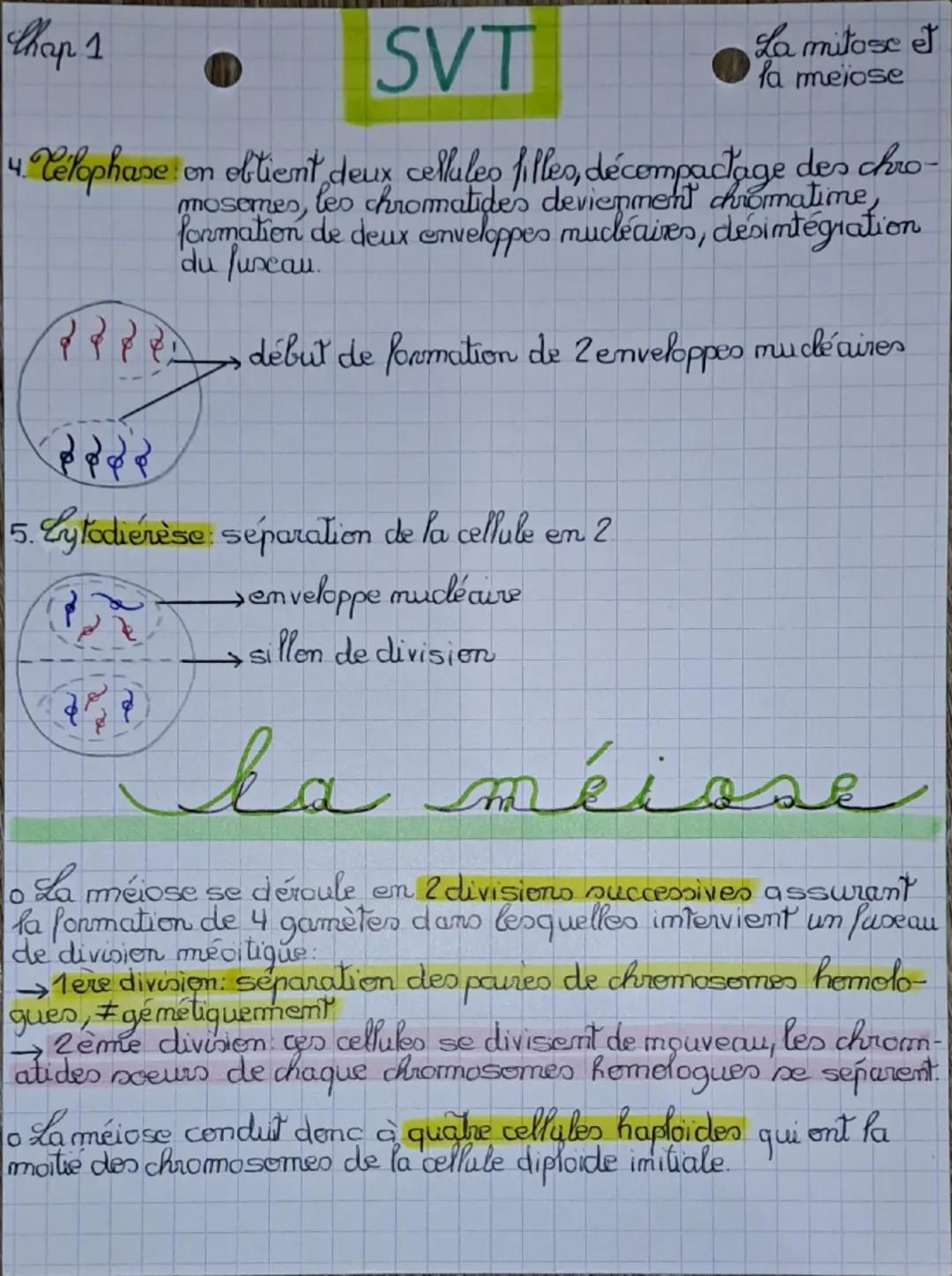 Chap 1
SVT
La mitose
et la meiose
la mitose
quantité d'ADN
1. Cycle cellulaire
G₂ M
29
१
GA
K
S
G₁
←
interphane
un cycle cellulaire
mitose
o