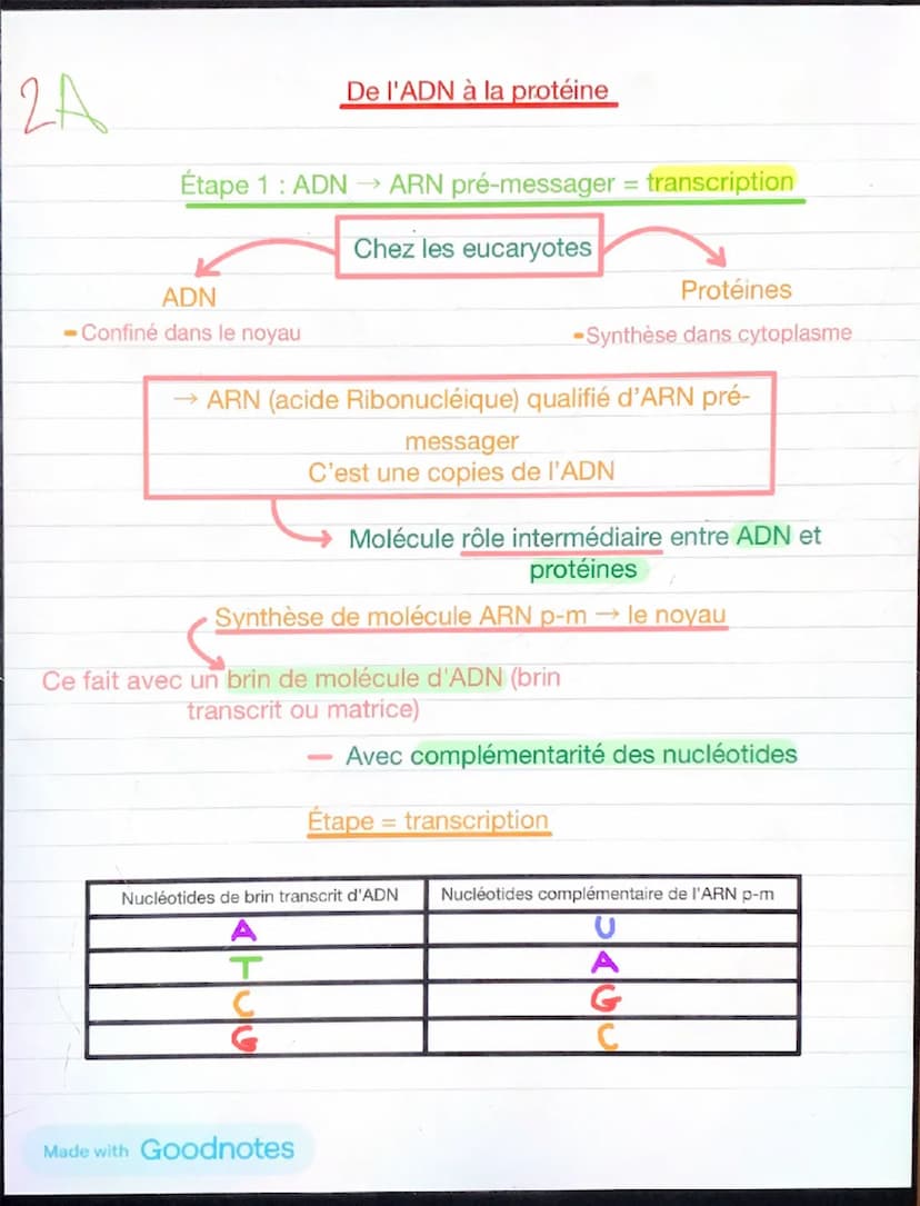 1
Chapitre 5: l'expression du patrimoine
génétique et santé
Chaque individu →
caractère propres à leurs
espèces +
caractère qui le distingue