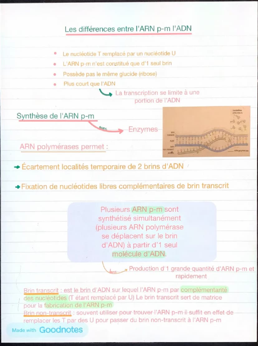 1
Chapitre 5: l'expression du patrimoine
génétique et santé
Chaque individu →
caractère propres à leurs
espèces +
caractère qui le distingue
