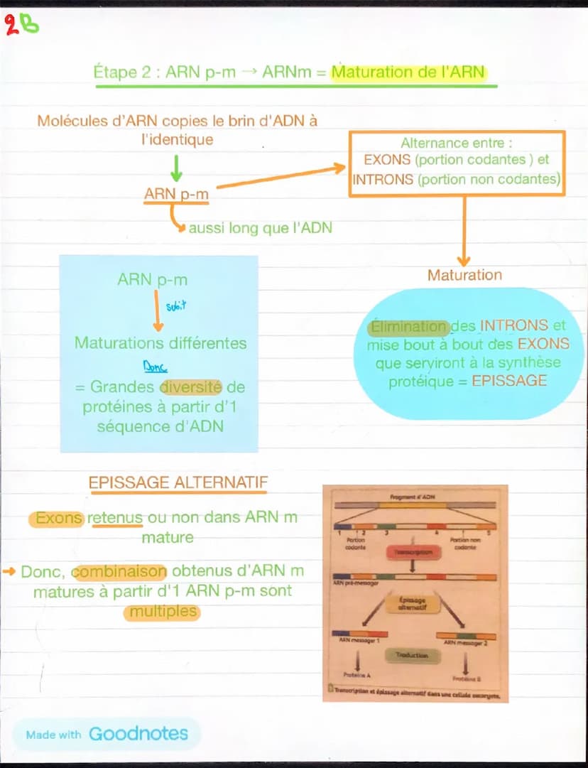 1
Chapitre 5: l'expression du patrimoine
génétique et santé
Chaque individu →
caractère propres à leurs
espèces +
caractère qui le distingue