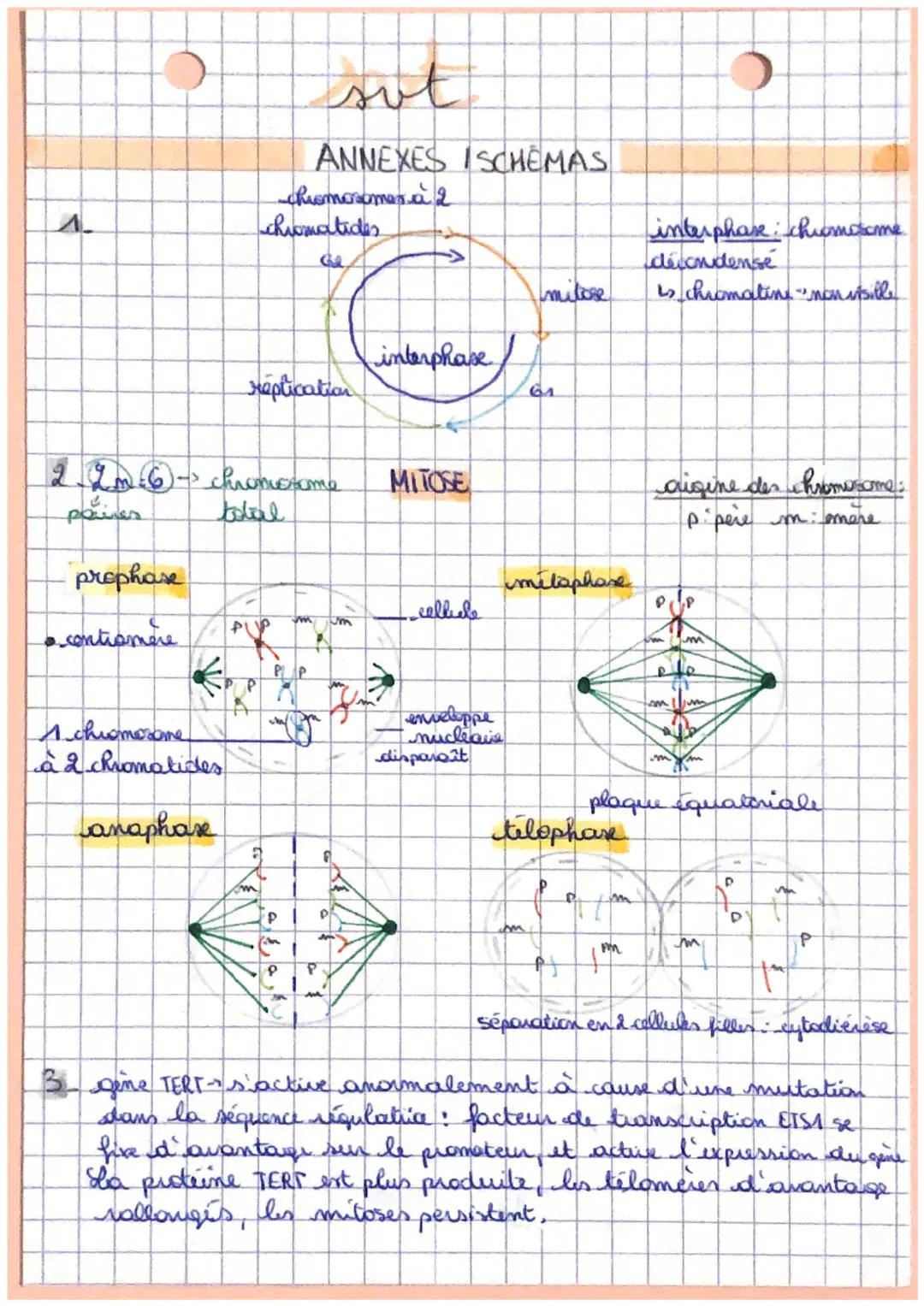 a
لسر
Lougine du genotype des individus
genstype ensemble des versions de gener (allibes) d'un individu
clome: ensemble de cellules génétiqu