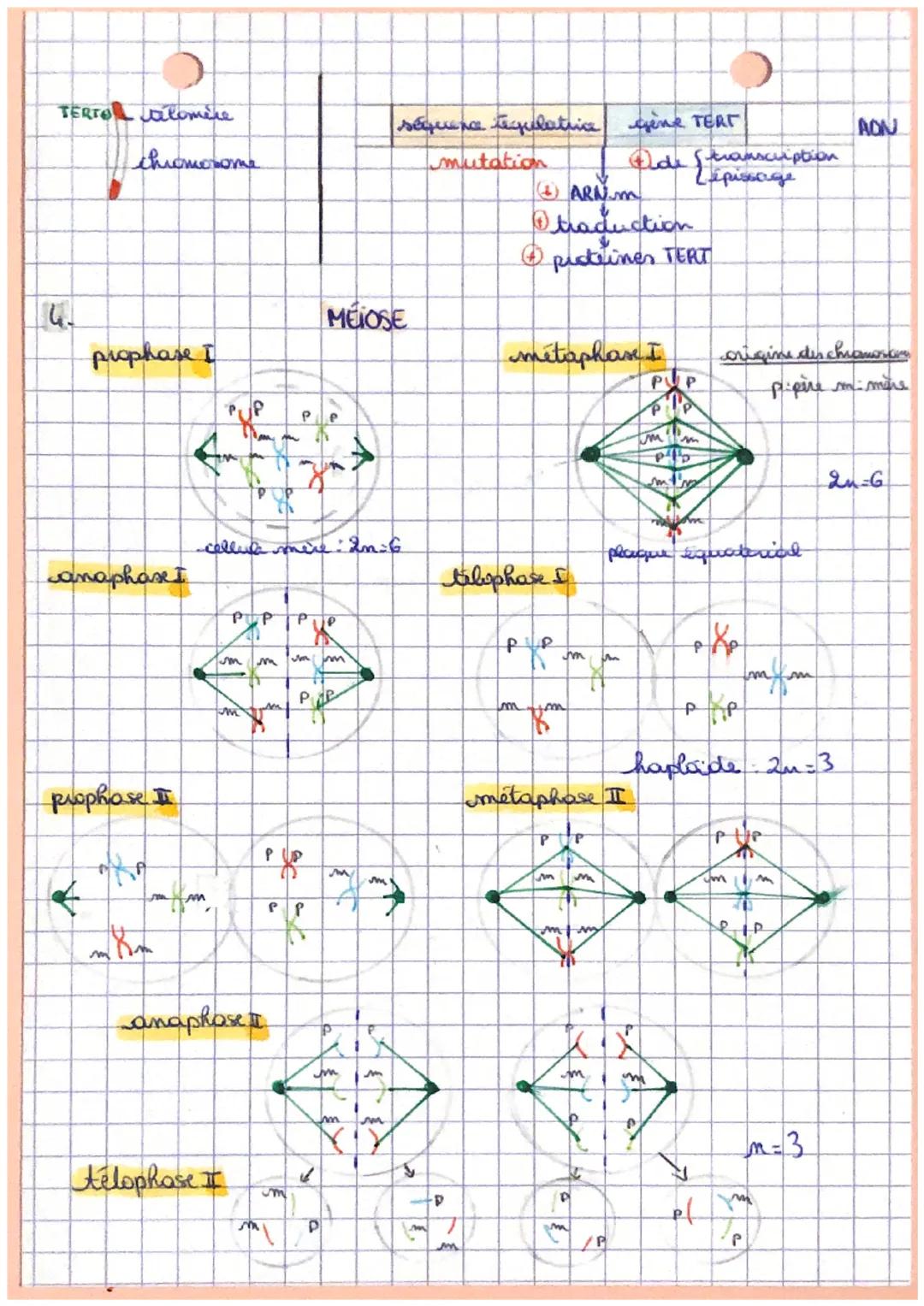 a
لسر
Lougine du genotype des individus
genstype ensemble des versions de gener (allibes) d'un individu
clome: ensemble de cellules génétiqu