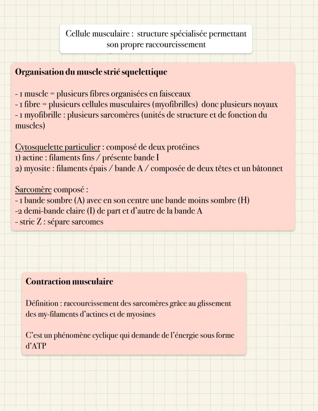 Cellule musculaire: structure spécialisée permettant
son propre raccourcissement
Organisation du muscle strié squelettique
- I muscle = plus