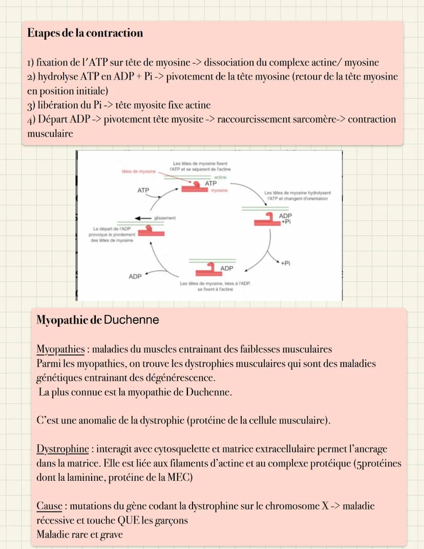 Cellule musculaire: structure spécialisée permettant
son propre raccourcissement
Organisation du muscle strié squelettique
- I muscle = plus