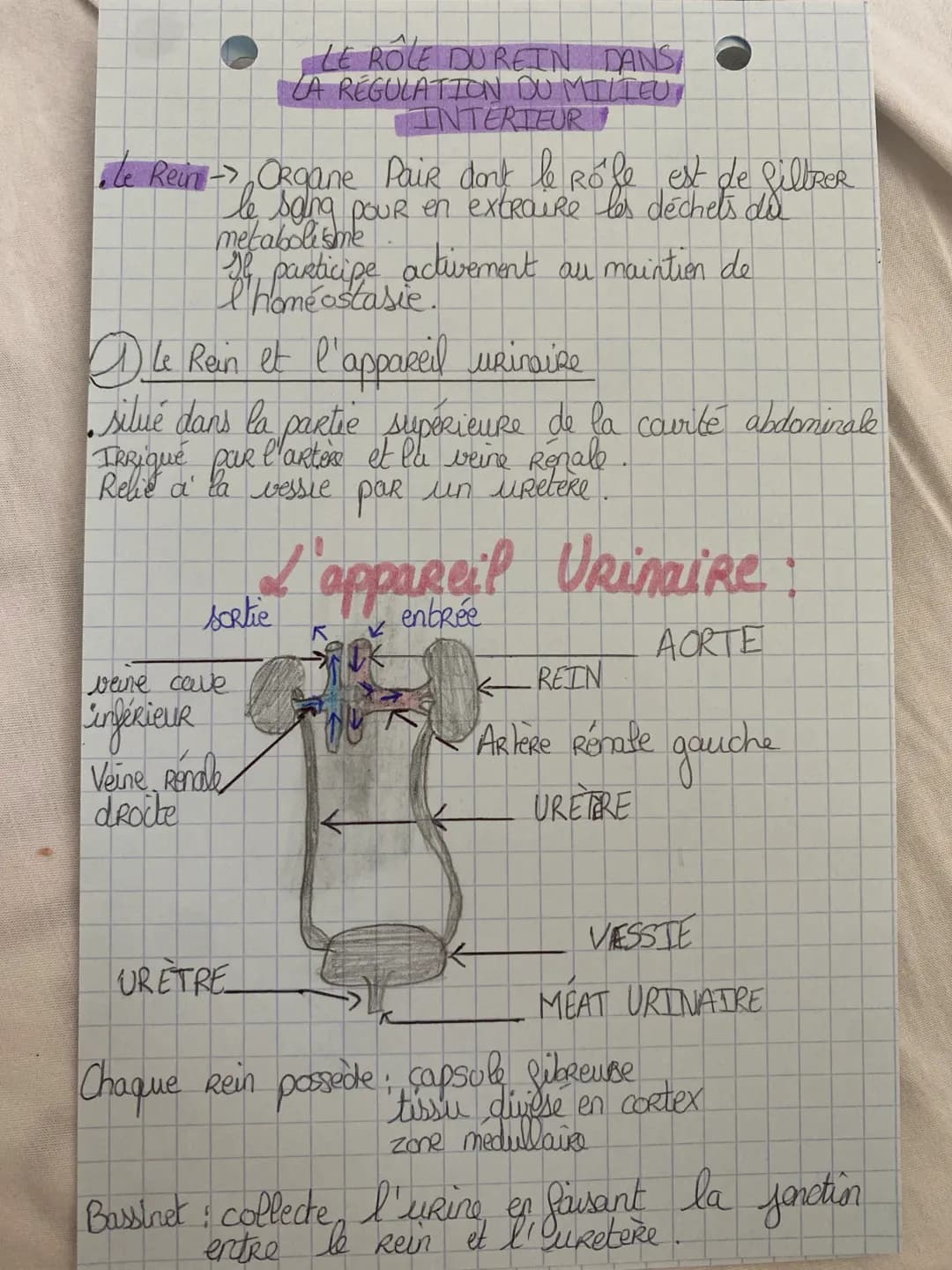 Le Rein -> Organe PaiR dont le Rofe est de filtrer
le sang pour en extraire les déchets da
metabolisme
sl
activement au maintien de
particip