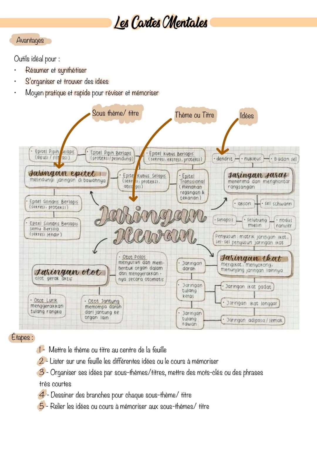 Avantages
Outils idéal pour :
.
.
Résumer et synthétiser
S'organiser et trouver des idées
Moyen pratique et rapide pour réviser et mémoriser