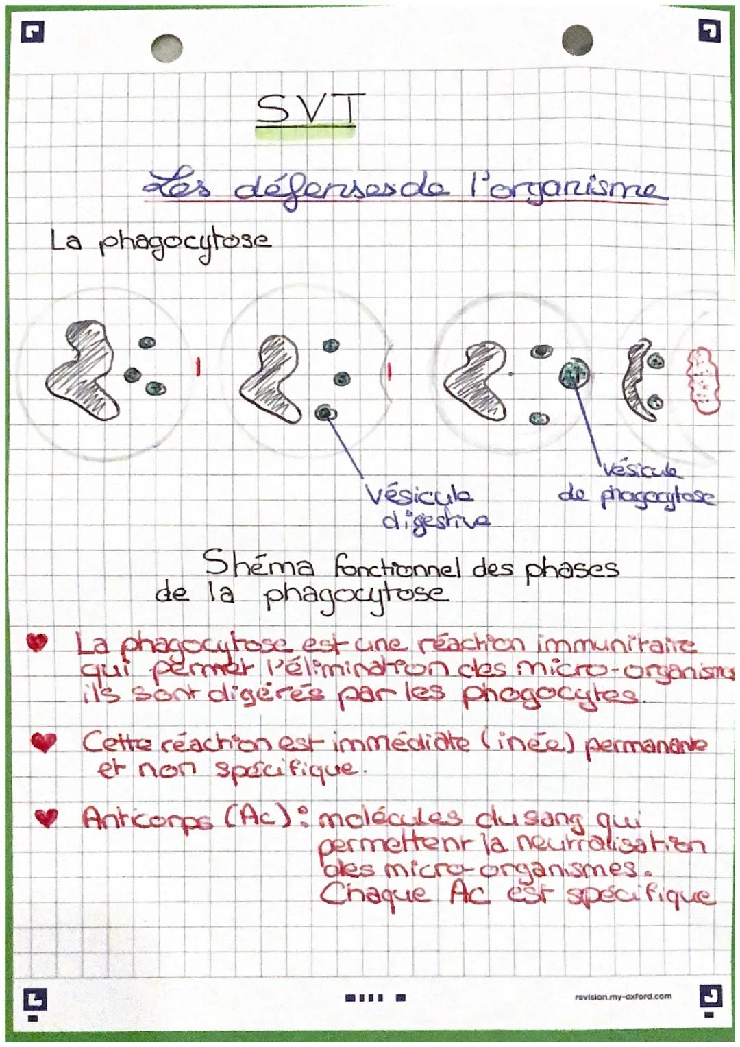 J
SVT
Les défenses de l'organisme
La phagocytose
vésicula
digestive
vésicule
de phagocytose
Shema fonctionnel des phases
de la phagocytose
L