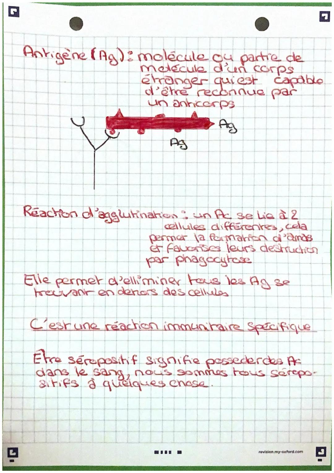 J
SVT
Les défenses de l'organisme
La phagocytose
vésicula
digestive
vésicule
de phagocytose
Shema fonctionnel des phases
de la phagocytose
L