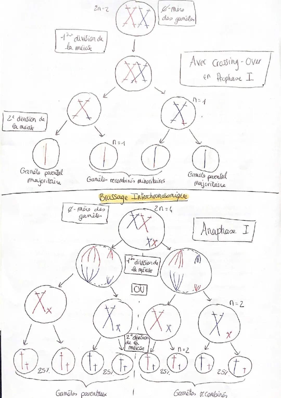 Ze division de
la maiale
Xx
D
Ganete pavental
majoritaire
25%
2n-2
you division de
la méiase
®
D
Gamete recembines minoritaires
& -mère des
